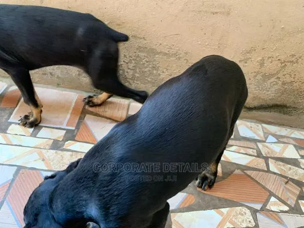 1-3 months Male Purebred Doberman Pinscher · Photo 1