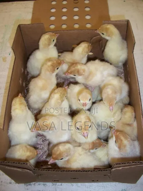 Foreign BBW and BBB Day Old Turkey · Photo 1