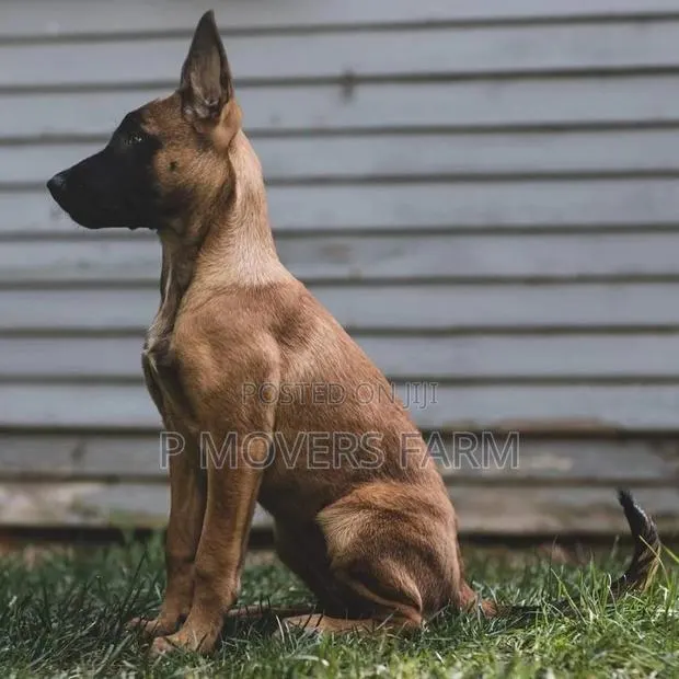 1-3 months Male Purebred Belgian Malinois · Photo 1