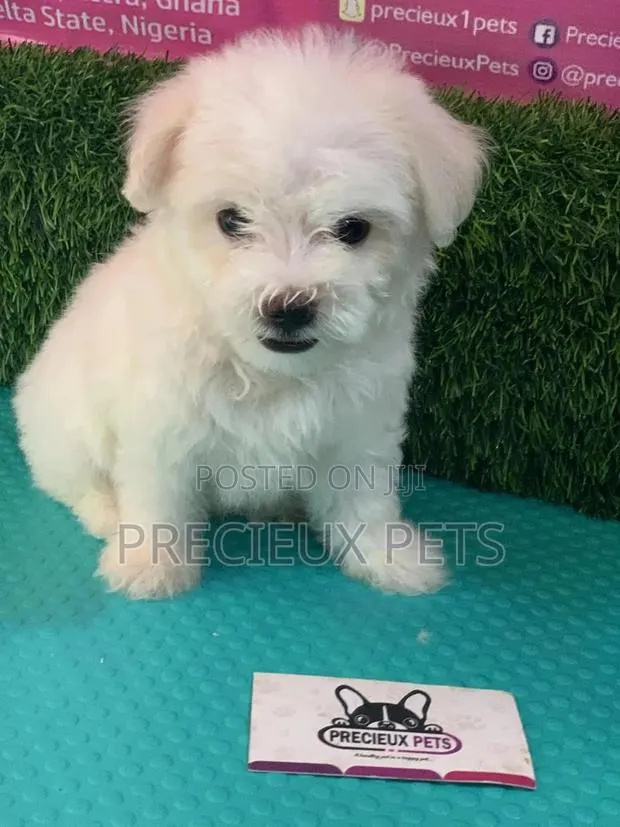 1-3 Months Male Purebred Maltese · Photo 1