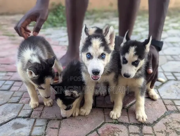 1-3 months Male Purebred Siberian Husky · Photo 1