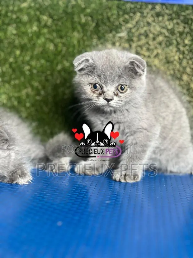 1-3 months Female Purebred Scottish Fold · Photo 1