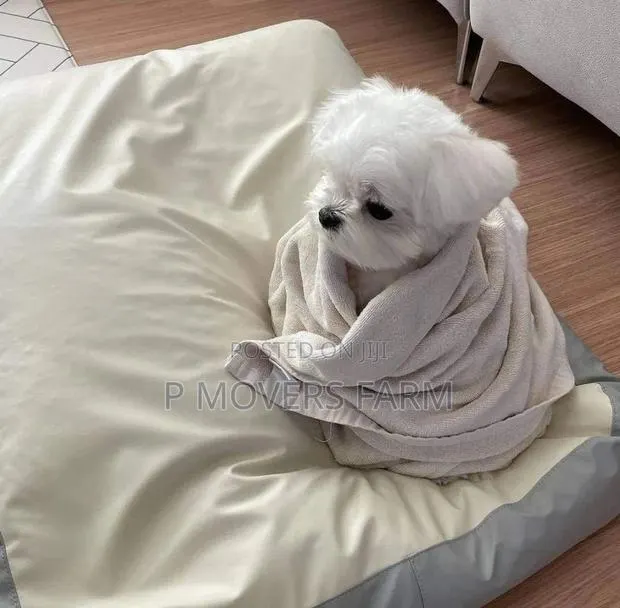 1-3 months Male Purebred Poodle · Photo 1