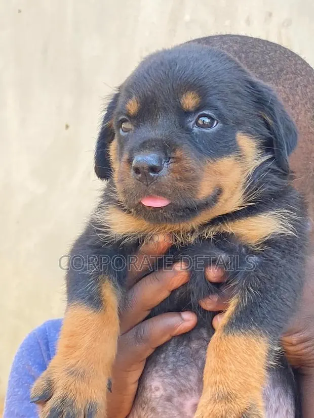 1-3 months Female Purebred Rottweiler · Photo 1