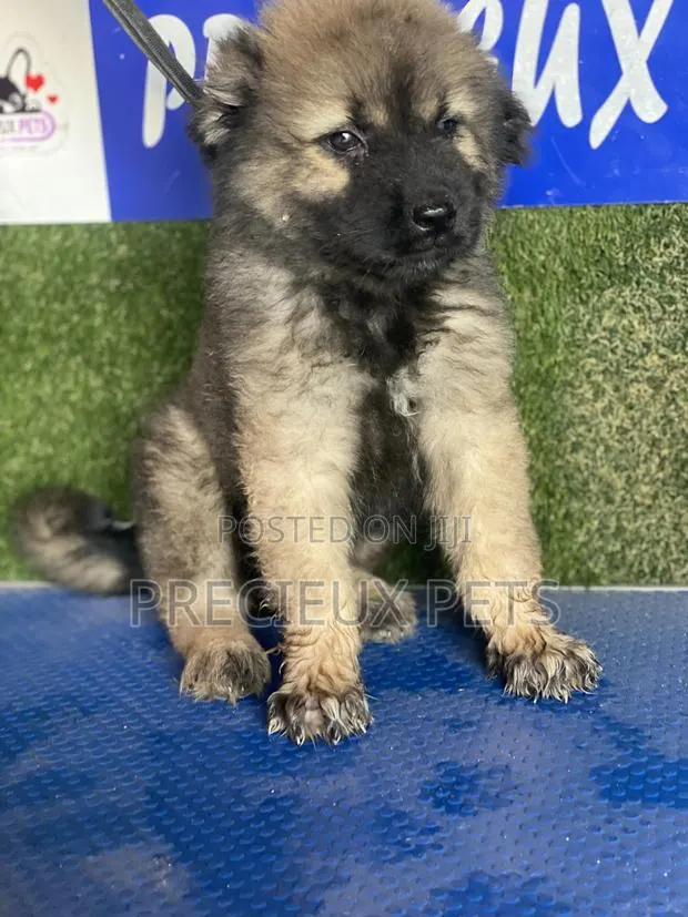 1-3 months Female Purebred Caucasian Shepherd · Photo 1