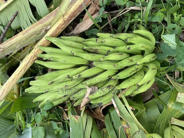 Fresh Plantain Cassava · Photo 1