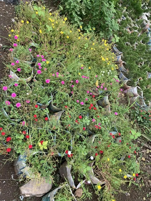 Moss Rose for Sale · Photo 1