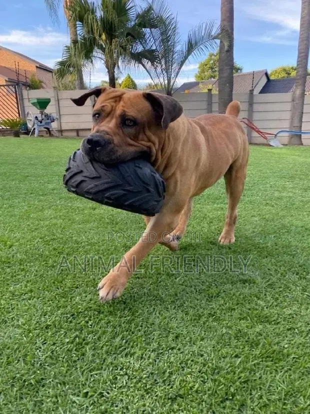 1-3 months Female Purebred Boerboel · Photo 1