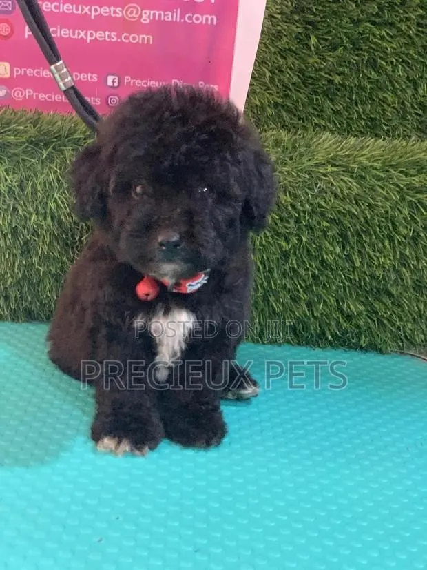 1-3 months Male Purebred Poodle · Photo 1