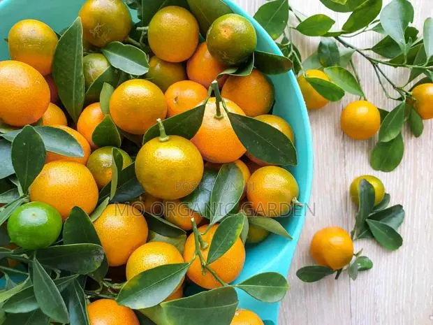 Calamansi Orange Plant Seedling · Photo 1