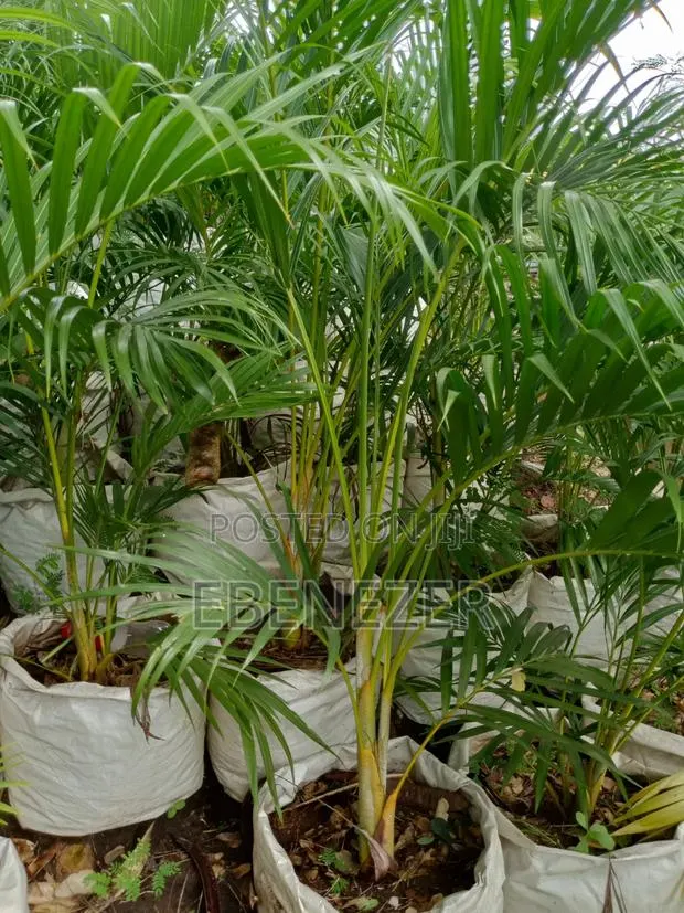 Areca Palm · Photo 1