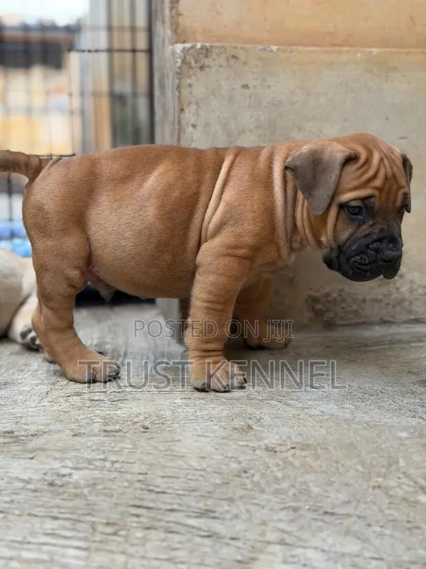 1-3 months Female Purebred Boerboel · Photo 1