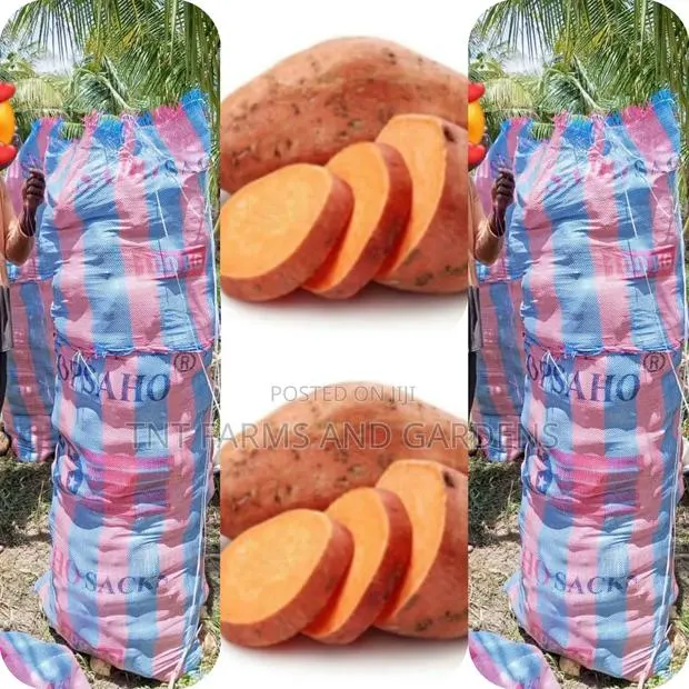 Orange Fleshed Sweet Potato (Beauregard) · Photo 1