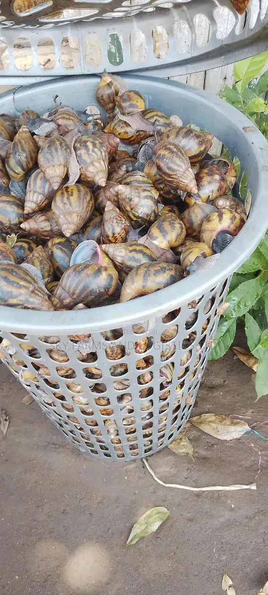 Pol Snails · Photo 1