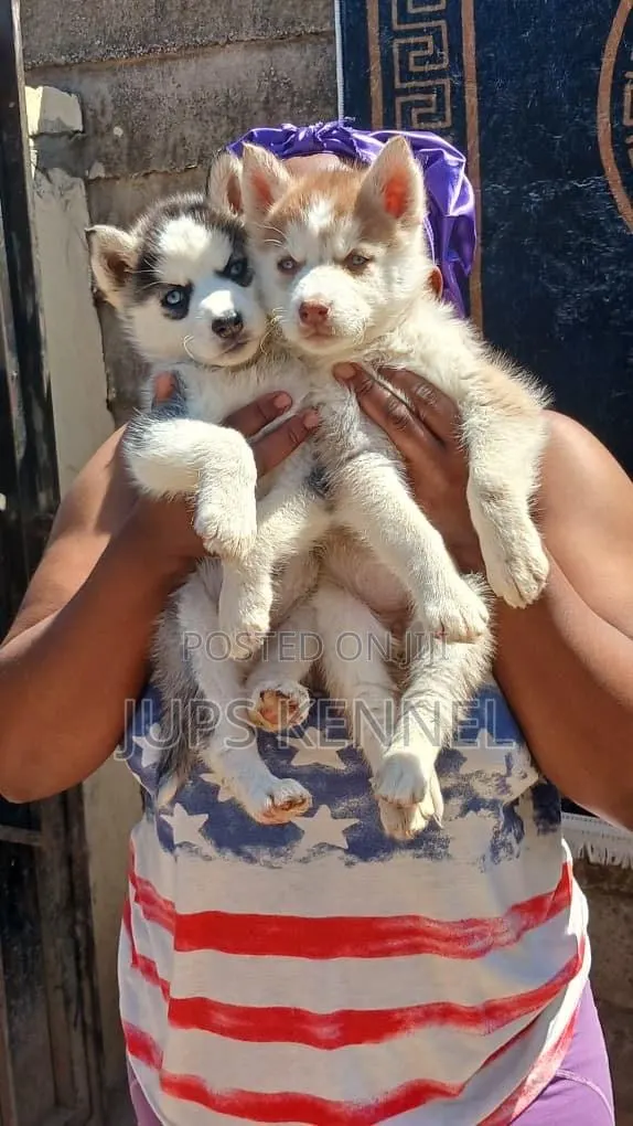 1-3 months Female Purebred Siberian Husky · Photo 1