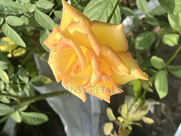Rose Plant for Sale · Photo 1