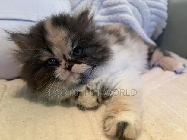 0-1 month Female Purebred Persian · Photo 1