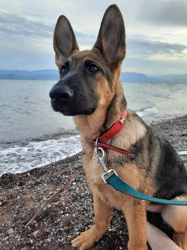 1-3 months Male Purebred German Shepherd · Photo 1