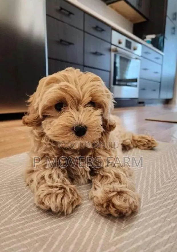 1-3 months Female Purebred Lhasa Apso · Photo 1