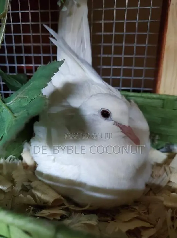 Whites Dove Eggs for Sale · Photo 1
