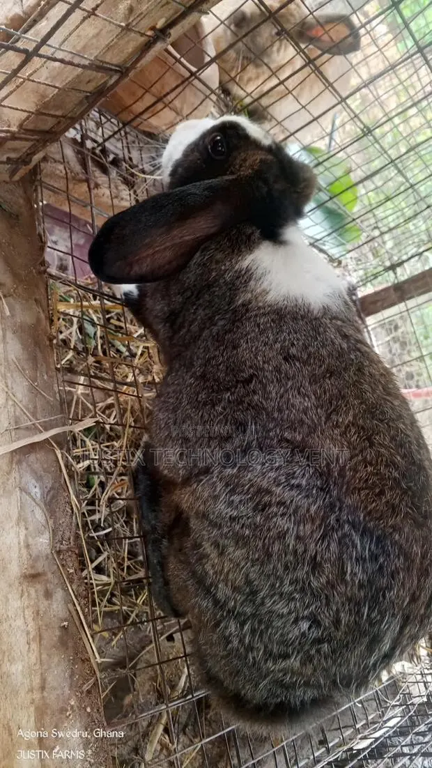 Dutch Rabbit for Breeding · Photo 1
