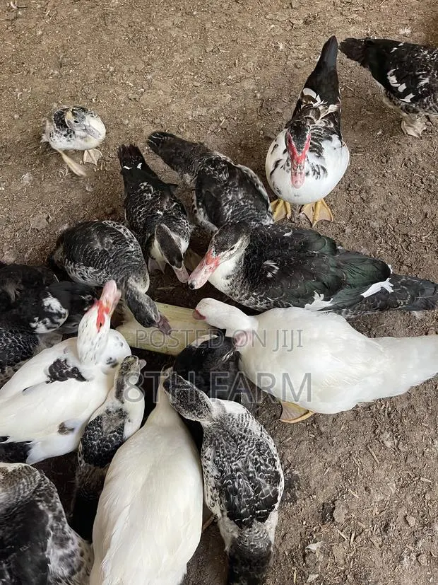 Matured Muscovy Ducks · Photo 1