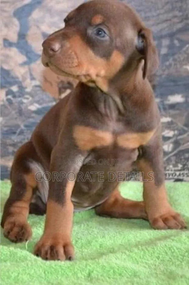 1-3 months Male Purebred Doberman Pinscher · Photo 1