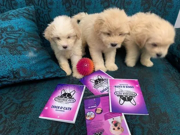1-3 Months Female Purebred Poodle · Photo 1