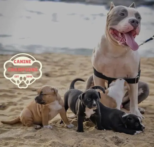 1-3 months Female Purebred American Pit Bull Terrier · Photo 1