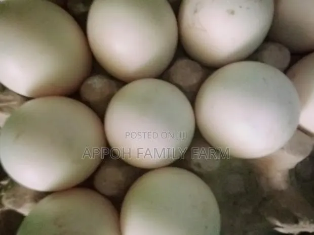 Foreign Muscovy Fertile Eggs · Photo 1
