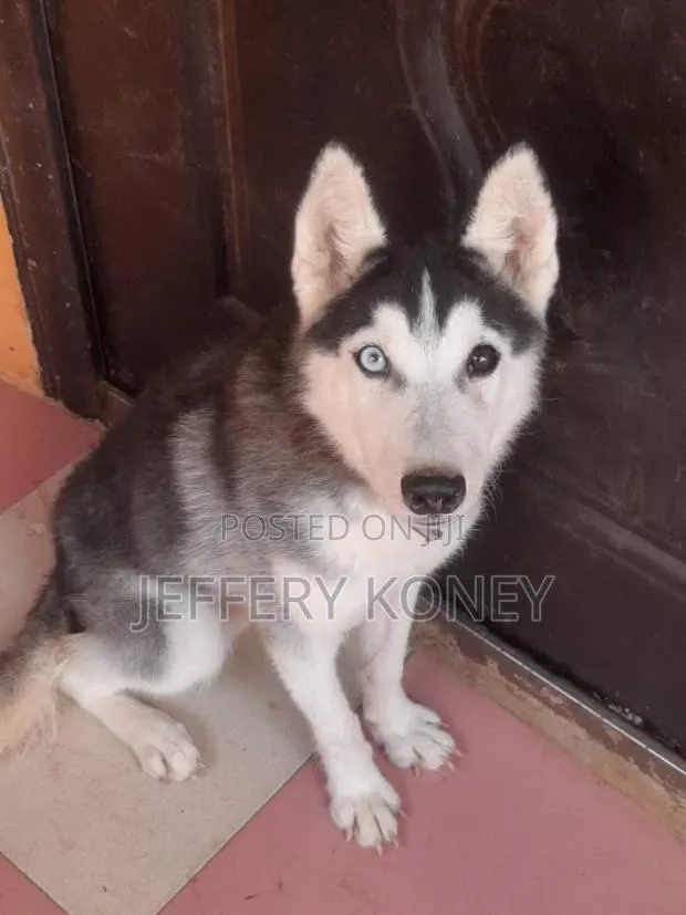 3-6 months Male Purebred Siberian Husky · Photo 1