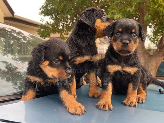 1-3 months Female Purebred Rottweiler · Photo 1