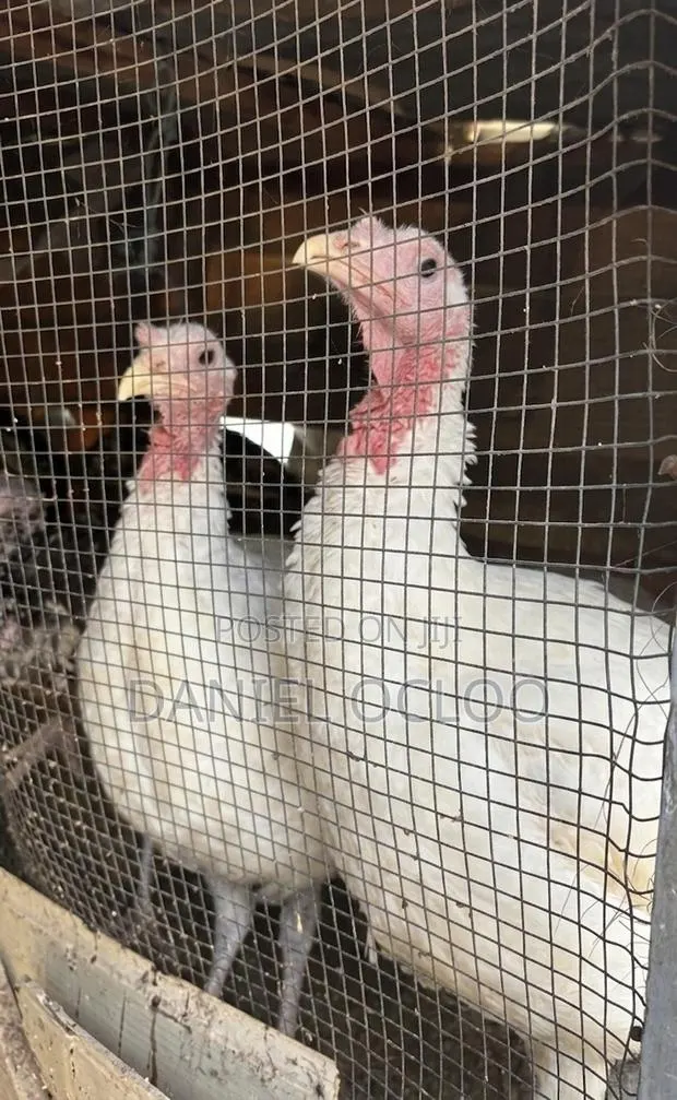 Healthy Turkeys · Photo 1