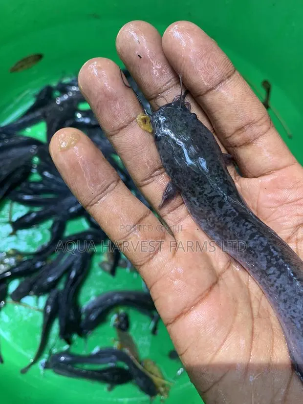 Catfish Fingerlings / Fast Growing · Photo 1