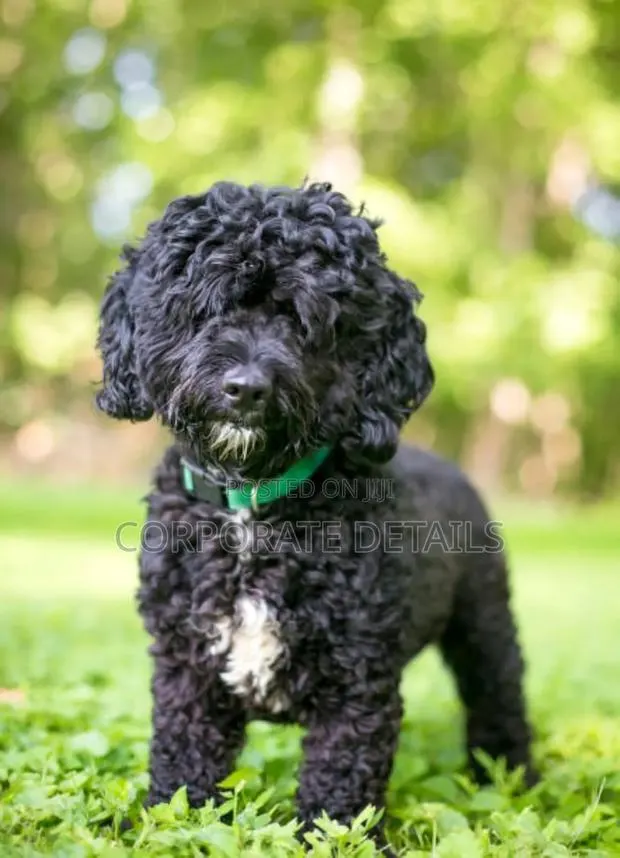 3-6 months Female Purebred Poodle · Photo 1