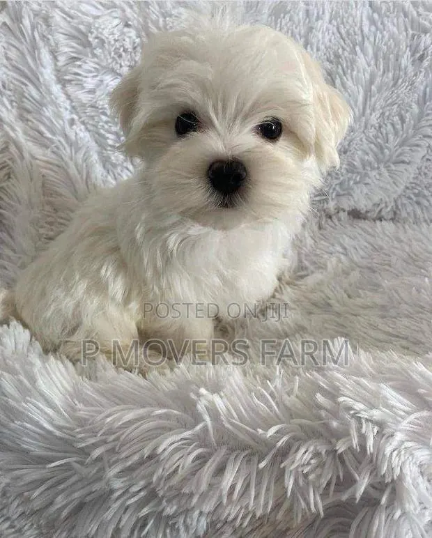1-3 months Female Purebred Maltese · Photo 1