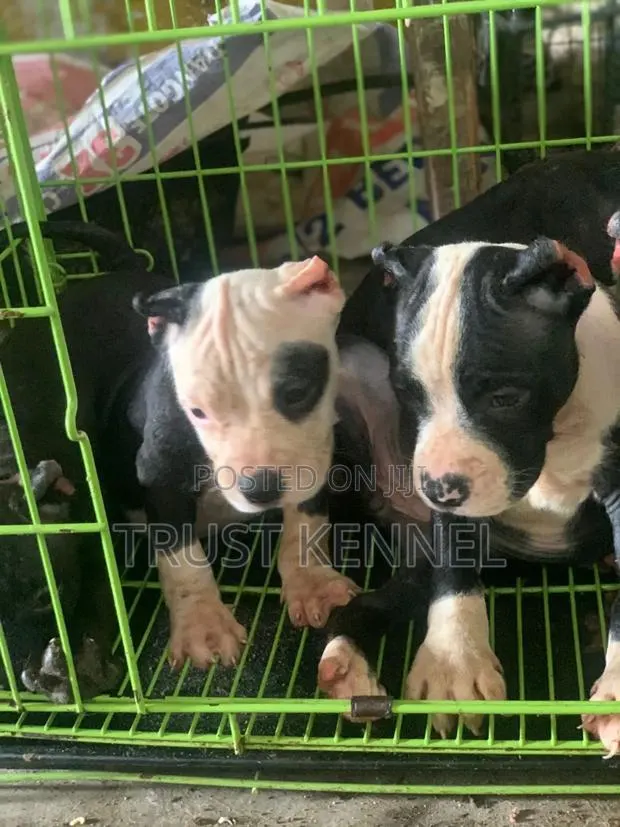 1-3 months Male Purebred American Bully · Photo 1
