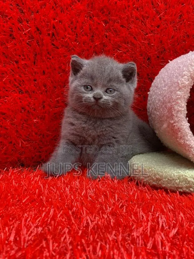 1-3 months Male Purebred British Shorthair · Photo 1