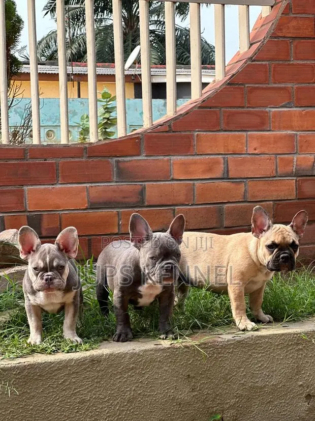 1-3 months Female Purebred French Bulldog · Photo 1