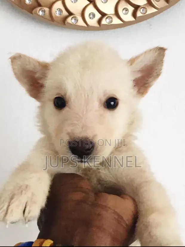 1-3 months Female Purebred German Shepherd · Photo 1