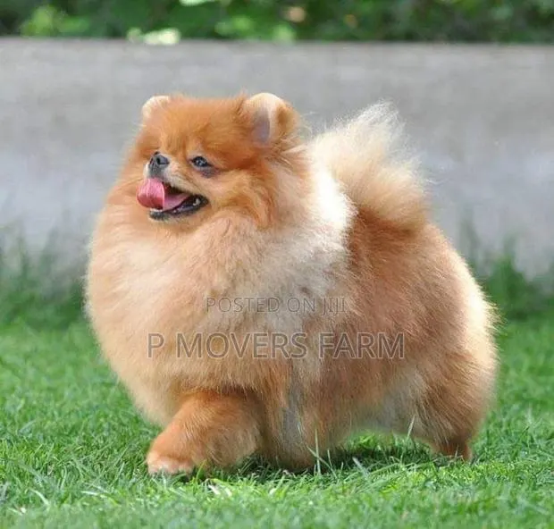 1-3 months Female Purebred Pomeranian · Photo 1