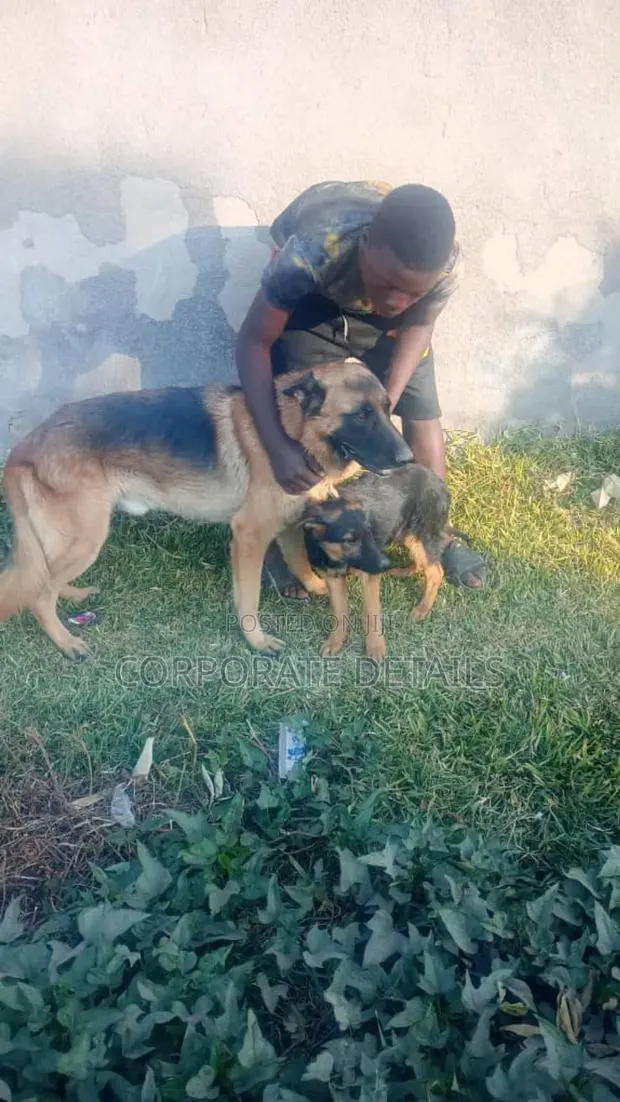 6-12 months Female Purebred German Shepherd · Photo 1