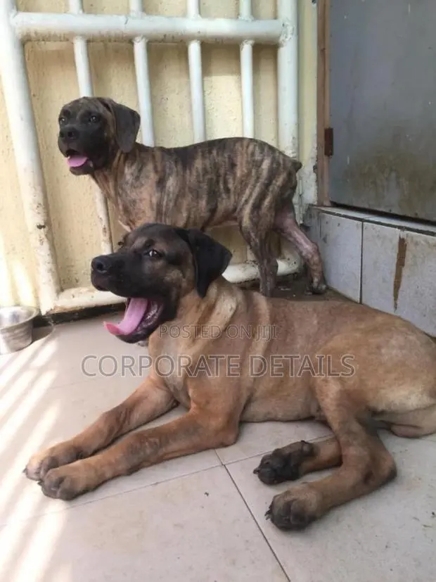 3-6 months Male Purebred Boerboel · Photo 1