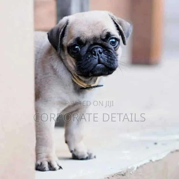 1-3 months Female Purebred Pug · Photo 1
