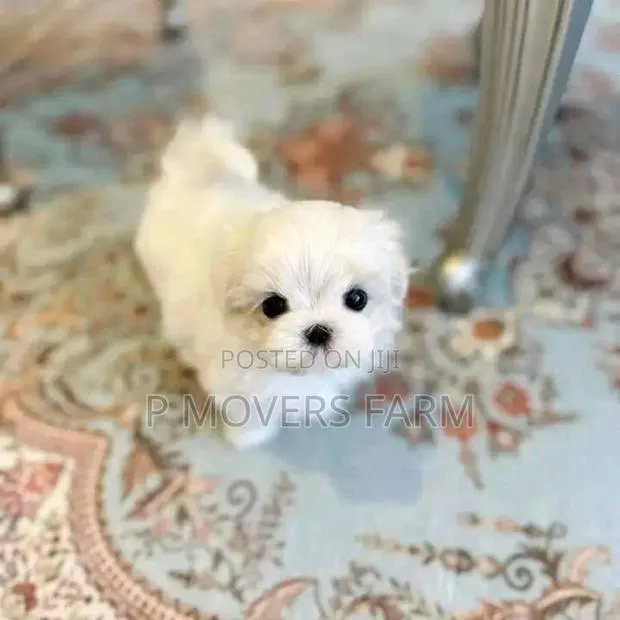 1-3 months Female Purebred Poodle · Photo 1