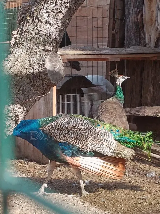 Blue Peafowls · Photo 1