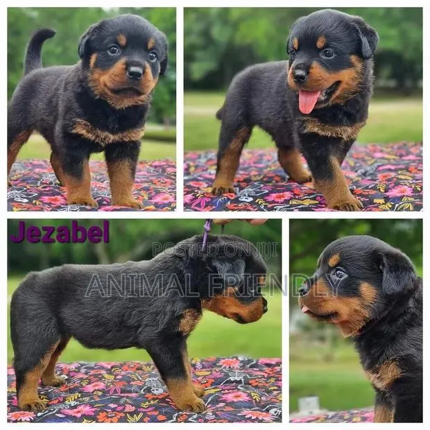 1-3 months Male Purebred Rottweiler · Photo 1