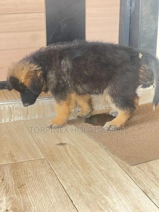 1-3 months Male Purebred German Shepherd · Photo 1