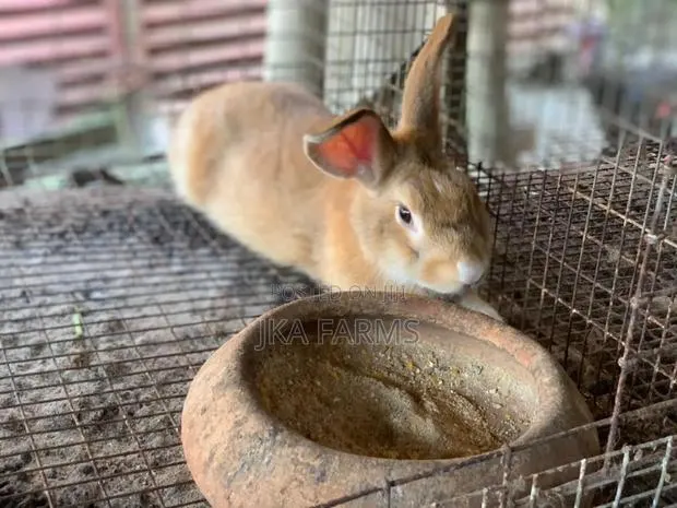 Rabbit for Sale · Photo 1