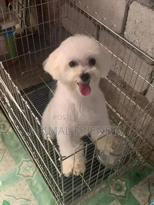 1-3 months Male Purebred Maltese · Photo 1